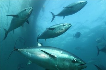 Dream of Farming Bluefin Tuna Almost Realized with Successful Egg Harvest