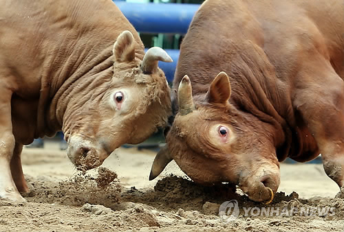 Wanju Cow-Fighting Competition Coming on September 11