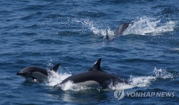 Unmanned Helicopters to Find Whales in Ulsan