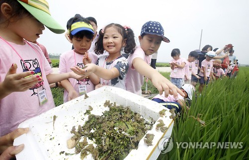 Frogs Live Happily in Eco-Friendly Farmland