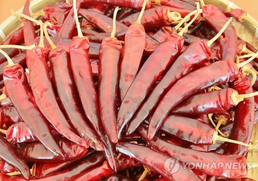Ripening Chilies, Ripening Festivals