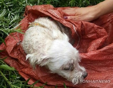 Puppy Rescued After Being Buried Alive