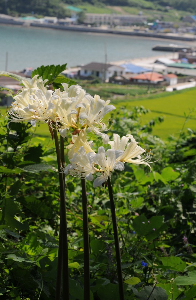 The Uido Magic Lily only grows on Uido Island. Island locals call it the 'Momburide'. (Image : Buan county)