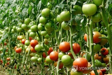 Tomatoes Can Be Shushed To Slow Down Ripening