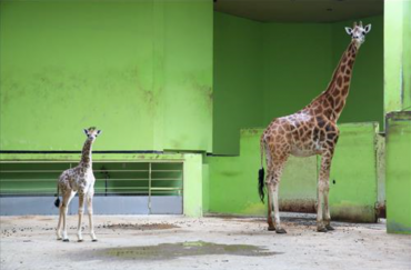 Congrats Seoul Zoo:  First Baby Giraffe Born In 8 Years