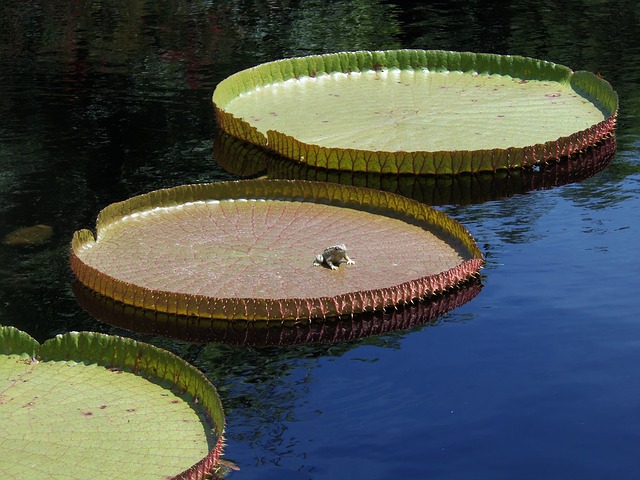 Tropical Garden on Water: Water Lily Paradise