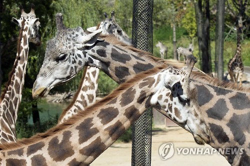 Silver Anniversary at Everland: Giraffes Celebrate 25 Years Together