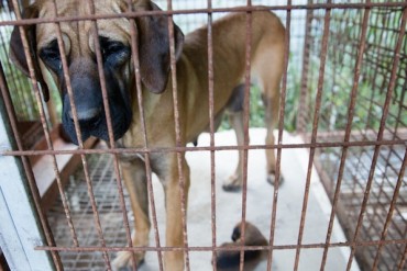 Animal Rights Groups Adopt Dogs Destined for the Dinner Table