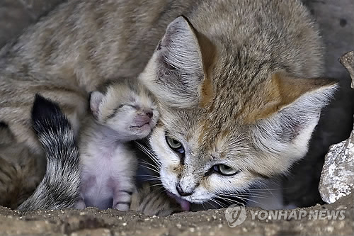 Controversy is stirring after a cat that was injured in a car accident was put down at an animal protection center affiliated with Goyang City. (Image : Yonhap)