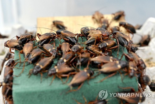 Cricket farm in Jeongseon. (Image : Yonhap)