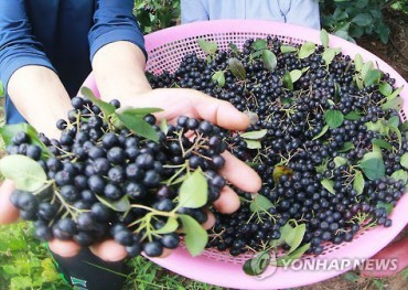 After Garlic, Danyang Rising as a New Aronia Growing District