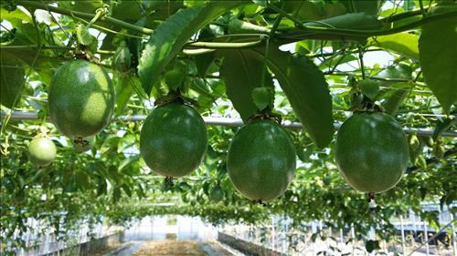 Passion to Raise New Crops Leads to Success in Cultivating Passion Fruit