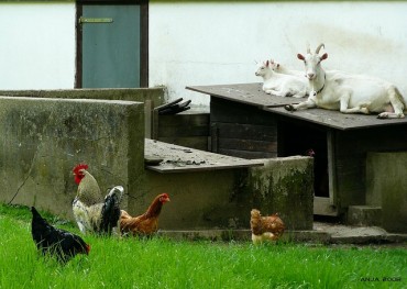 Free-range Chickens not so Free After All