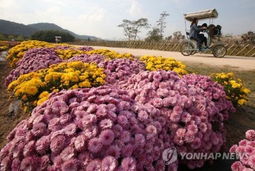 Officially Autumn: Chrysanthemums Blossom at Taehwa River Park