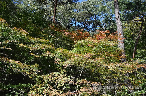 Autumn leaves of Songnisan National Park. A border of autumn leaves moving south should be present.