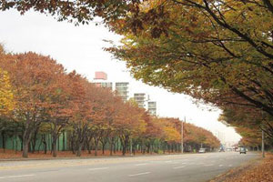 Autumn leaves near Anyangcheon.