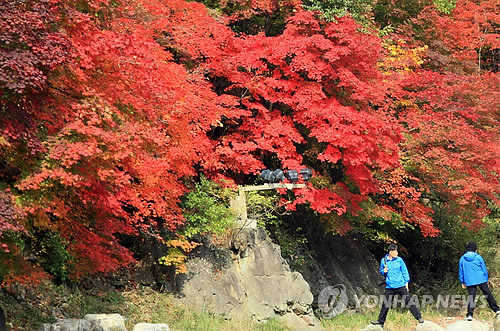 Though the area is small, the colors of the crimson maple leaves are deep and strong. 