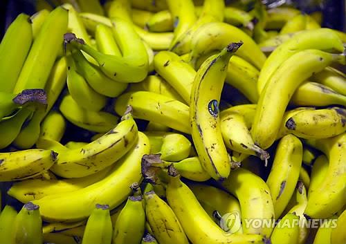 The accumulated quantity of imports of bananas as of September was 272,000 tons, which was a 1.6 percent decrease compared to the same period last year (277,000 tons). (Image : Yonhap)