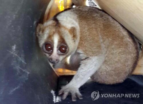 A slow loris, an internationally endangered monkey species, was recently found at a market in Busan. (Image : Yonhap)
