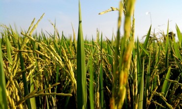 S. Korea’s Rice Production Hits 6-year High in 2015