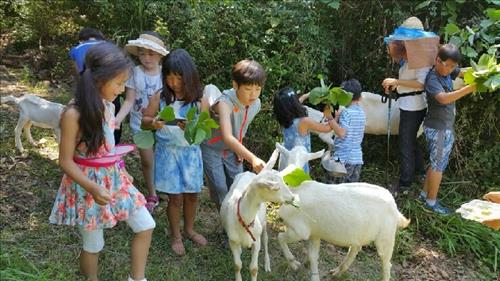 Currently, different areas in Europe and Japan offer education and therapy programs using goats. In Hokkaido, Japan, programs that allow elementary school students to interact and care for goats are being offered. (Image : Yonhap)