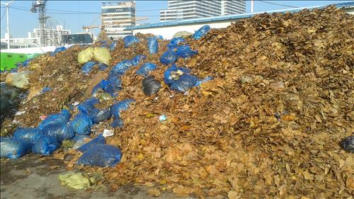 The Sudokwon Landfill Site Management Corporation has temporarily allowed the disposal of fallen leaves gathered in the metropolitan area until the end of February 2016. (Image : Yonhap)