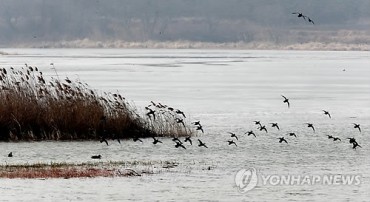 Feast for Winter Birds in Gochang