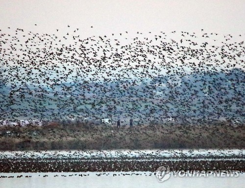Winter Birds Leave Lake Disturbed by Illegal Fishing Boats