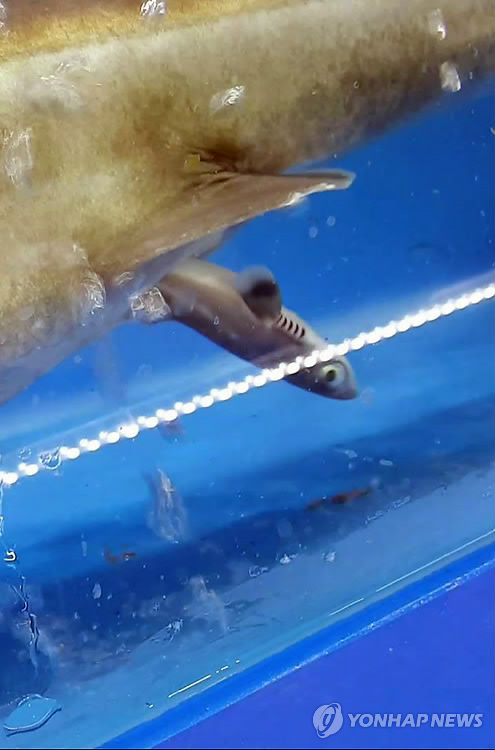 shark giving birth
