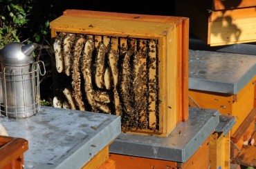 Beekeeping Taking Off in Metropolitan Areas