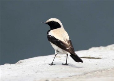 Rare Desert Bird Spotted on Gageo Island