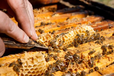 Urban Areas Offer Promising New Locations for Beekeeping