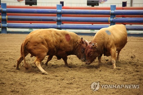 Gangchang (right) in a bullfight. 
