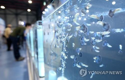 Aquarium fish, also known as 'aqua pets', are in the limelight as a promising growth industry. (Image : Yonhap)