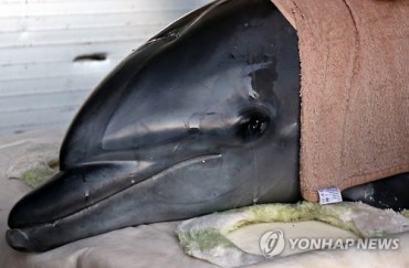 Rescued Dolphin Expresses Gratitude after Return to Sea