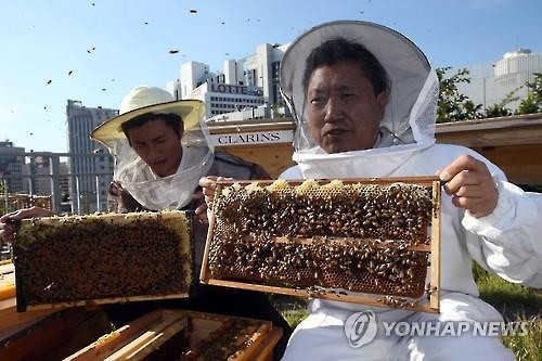 Min Dong-seok (R), secretary-general of the Korean National Commission for UNESCO, and Park Jin, head of the Urban Bees Seoul, show hives during a ceremony to harvest honey on the rooftop of the commission's building in downtown Seoul in this file photo taken on Sept. 15, 2015. (Image : Yonhap)
