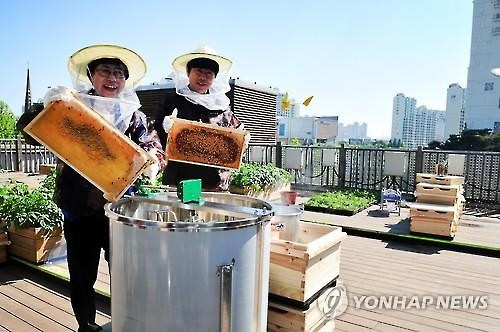Beehives have been established on the rooftops of buildings in Myeongdong, Nodeul Island, and Yangjae Station. (Image : Yonhap)