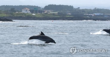 Dolphins Returned to Sea Spotted Happy and Healthy