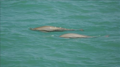 The National Fisheries Research & Development Institute announced the development of fishing equipment that allows porpoises to easily escape from fishing nets. (Image : Yonhap)