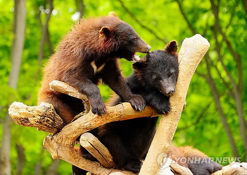 New Bear Enclosure Mimics Natural Habitat
