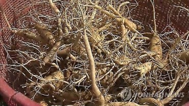 HIV Patient Survives Solely on Ginseng for 30 Years