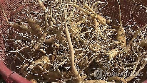 Korean red ginseng roots are shown in this screen capture from Yonhap News Television. (Image : Yonhap)