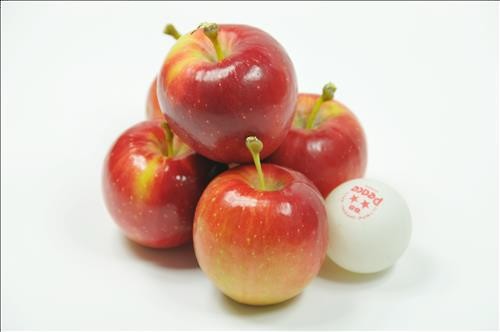 The Rural Development Administration is developing and producing smaller breeds of apples and pears - the most popular fruits among Koreans - which will taste as good as the larger ones. (Image : Yonhap)