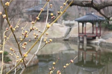 Changdeok Palace Flowers Announce Start of Spring