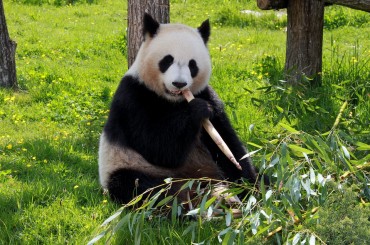 Two Bundles of Joy Arrive: Xi Jinping Gifts Panda Couple