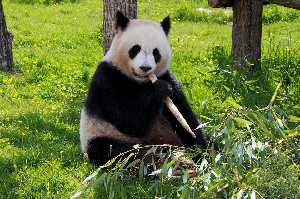 Panda. (Image : Pixabay)