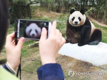 Pandas from China Unveiled to the Public in Korea