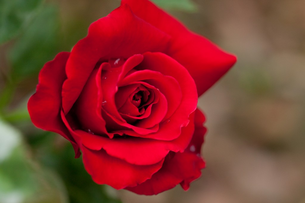 The aromatic components extracted from roses, which are primarily composed of Geranic acid, are already used in perfumes and aromatherapy. (image: Wikimedia Commons)