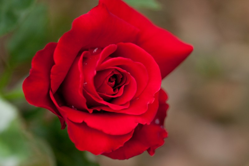 New Skin-Whitening Agent Discovered in Roses
