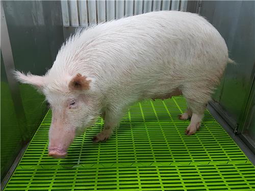 The First Research Pig with Dementia